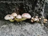 Rode zwavelkop [Hypholoma lateritium]